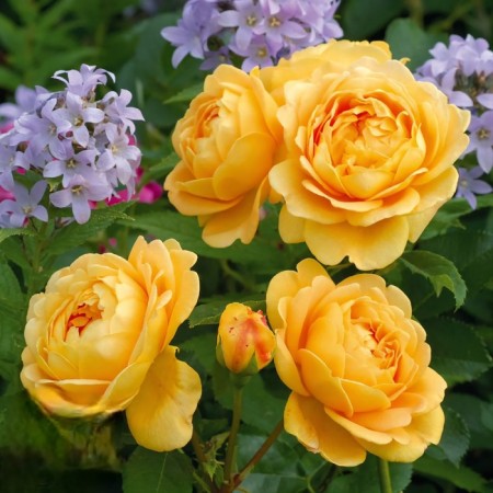 Seedling rose English park "Golden Selebreyshens", tube, 1 pc, spring 2025