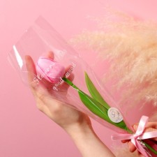Soap tulip, pink
