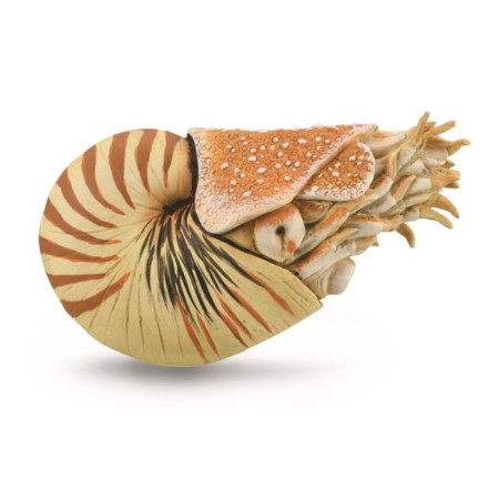 Figure "Mollusk Nautilus Pompilius", XL