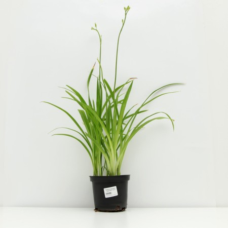 Hybrid Lileynik "Super Fox", pot C3, 1 pc, Spring 2024-2