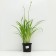 Hybrid Lileynik "Super Fox", pot C3, 1 pc, Spring 2024