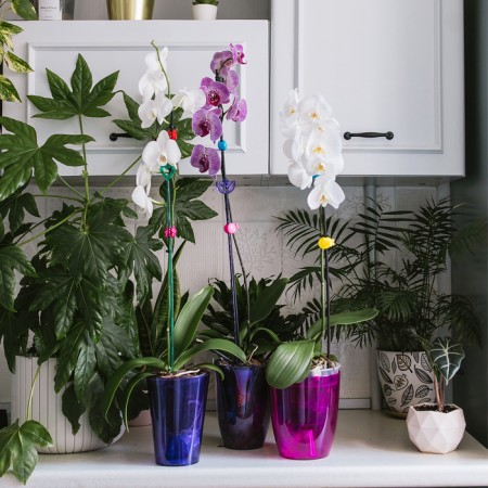 Pot for orchids, 1.5 l, 13 × 17 cm, plastic, transparent purple-3
