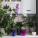 Pot for orchids, 1.5 l, 13 × 17 cm, plastic, transparent purple