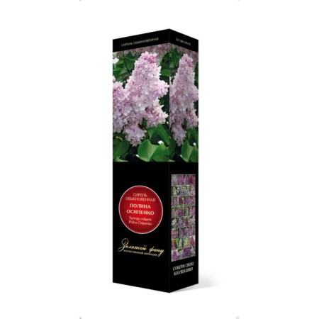 Ordinary Lilac "Polina Osipenko" 1 pc, tube, spring 2025