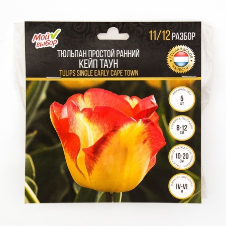 Tulip is a simple early Cape Town, rr 11/12, 5 pcs, autumn 2024-2