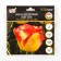 Tulip is a simple early Cape Town, rr 11/12, 5 pcs, autumn 2024