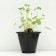Geichera blood red "Red spangles", pot C3, 1 pc, spring 2024