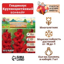 Гладиолус крупноцветковый "Бонфайр", р-р 8/10, 7 шт,