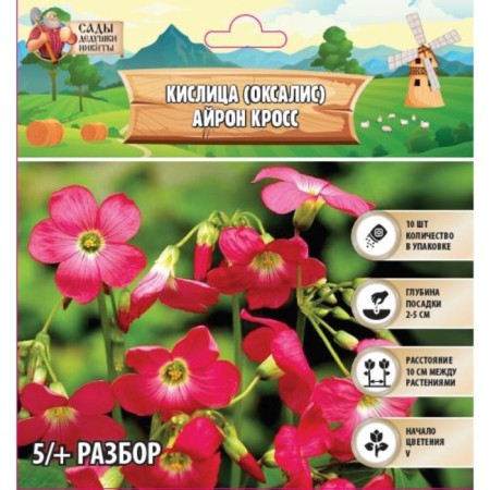Kislitsa (oxalis) Iron Cross, river 5/+, 10 pcs, autumn 2024