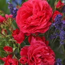 Seedling rose tea-hybrid 