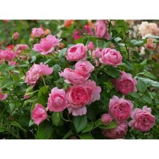 Seedling rose Park 