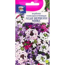 Verbena Flowers 