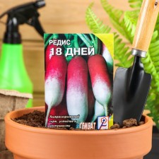 Seeds Radis 