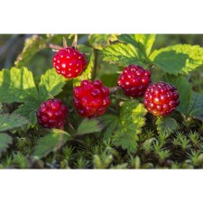 Generian seedlings/ clearing ordinary 