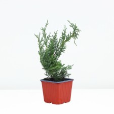 Middle Juniper 