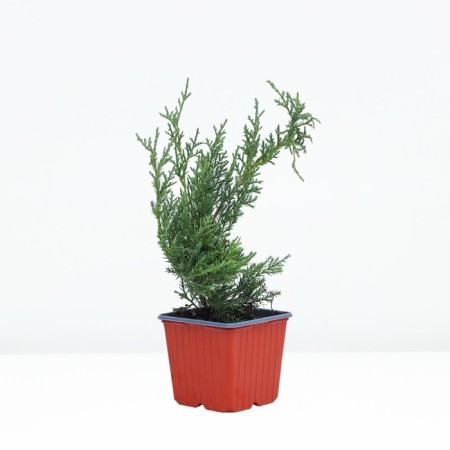 Middle Juniper "Pfitzerana Glauka", P9, Spring 2024