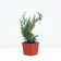 Middle Juniper "Pfitzerana Glauka", P9, Spring 2024