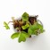 Strawberries of Frigi Malg A+ (> 15 mm) Returned variety, set 5 pcs