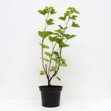 Long-circuit currants, C2 pot, H20-40 Height, 1 pc, summer 2024-1