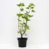 Long-circuit currants, C2 pot, H20-40 Height, 1 pc, summer 2024