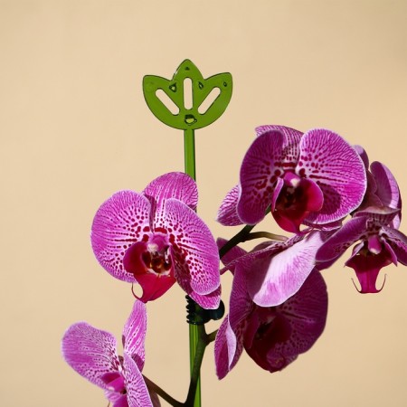 Support for orchids, h = 44 cm, plastic, green, mix-9