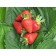 Strawberry garden murano, p9 pot, 1 pc, summer 2024