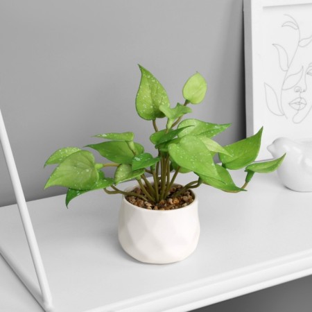 Bonsai in the pot "Filodendron Ultra" (soft sheet) 9x6 cm, mix-2