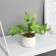 Bonsai in the pot "Filodendron Ultra" (soft sheet) 9x6 cm, mix