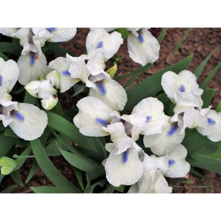 Iris Karlikovi Weststar, Rr. I, 1 pc, Spring 2025