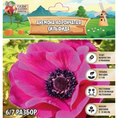 ANEMONARY CORRENT "SELFIDA", RR 6/7, 10 pcs, Spring 2024