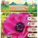 ANEMONARY CORRENT "SELFIDA", RR 6/7, 10 pcs, Spring 2024
