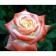 Rose Tea-Hibride Empress Farah, C3.5 pot, H25-45 Height, 1 pc, summer 2024