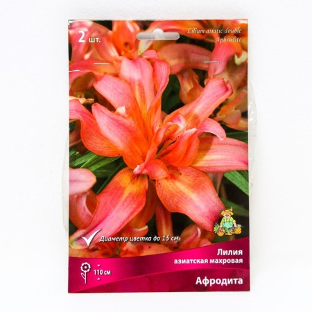 Lilia Asian terry Aphrodite, 14/16 rr, 2 pcs. 110 h (cm), autumn 2024