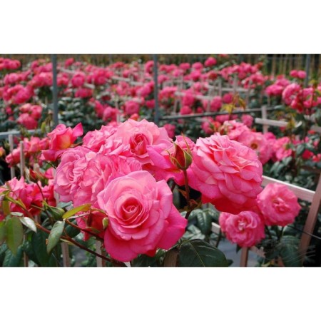 Seedling rose Plesy "shogun", tube, 1 pc, spring 2025