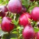 Cranberries large-fruited pilgrim, s2 pot, H10-30 height, 1 pc, summer 2024