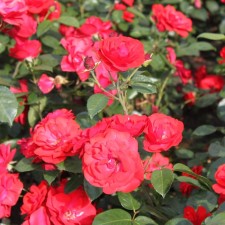 Seedling rose 