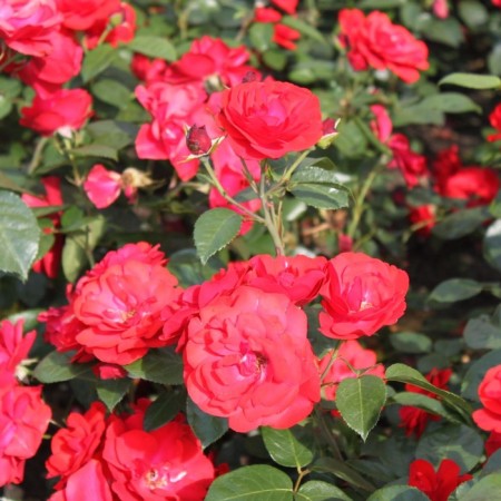 Seedling rose "tornado", tube, spring 2025