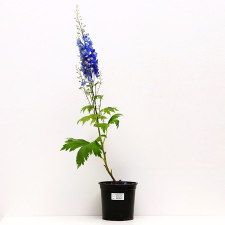 Dolphinium hybrid Mag Fontaine Foreign Ministry Blue Blue Bee Bi, pot C3, 1 pc, summer 2024