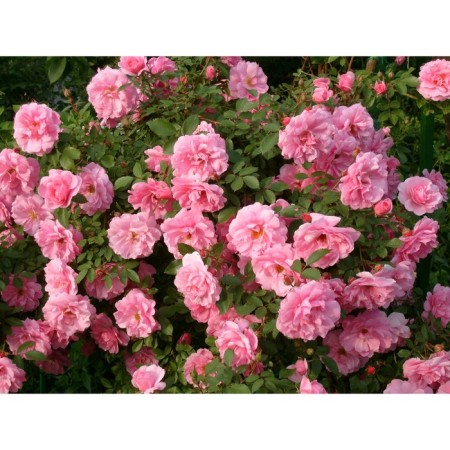 Seedling rose Canadian Park "John Davis", tube, 1 pc, spring 2025