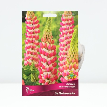 Lupin multi-leaved Ze Cheetelin, rr I, 1 pc, spring 2025