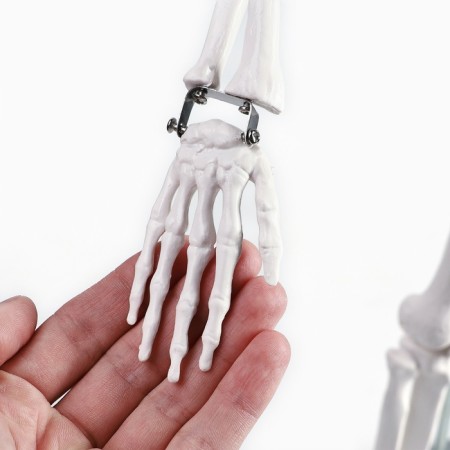 Model "Human Skeleton" 85cm-5