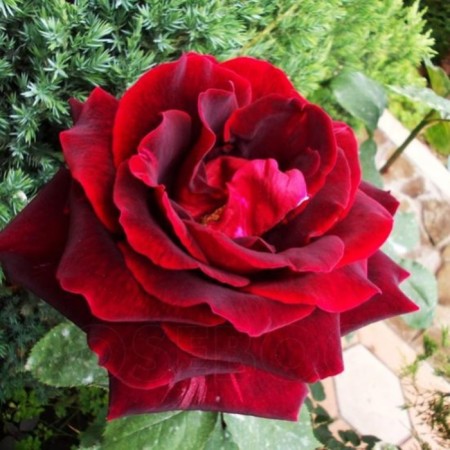 Sahenian Rosa Tea-Hybride "Papa Meyan", 1 pc, Spring 2024