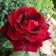 Sahenian Rosa Tea-Hybride "Papa Meyan", 1 pc, Spring 2024