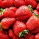Frigoro Kory strawberry seedling (Cory) a (9-15 mm), 5 pcs