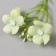 Flowers for decorating "Frig apple" white-green 8 cm