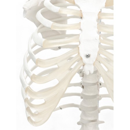 Lumbar spine "Luminer, hip joint" 40*26cm-9
