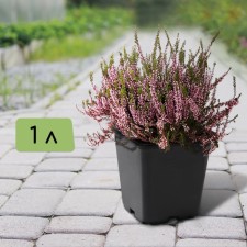 Pot for seedlings, 1 l, d = 11 cm, h = 12 cm, black