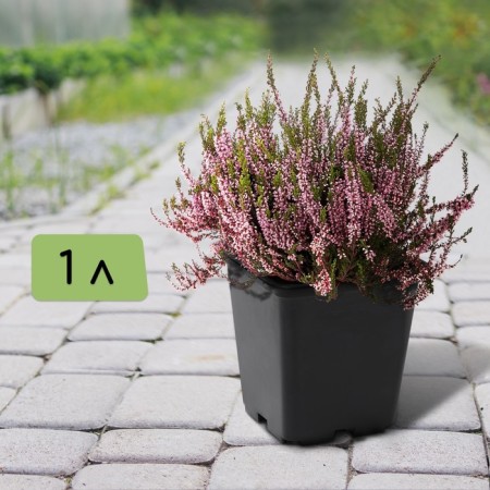 Pot for seedlings, 1 l, d = 11 cm, h = 12 cm, black