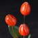 Souvenir "Bouquet of Tulips", Selenite