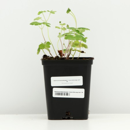 Aquilegia Veralovid "Camo Blue And White", P9 P9, 1 pc, Spring 2024-2